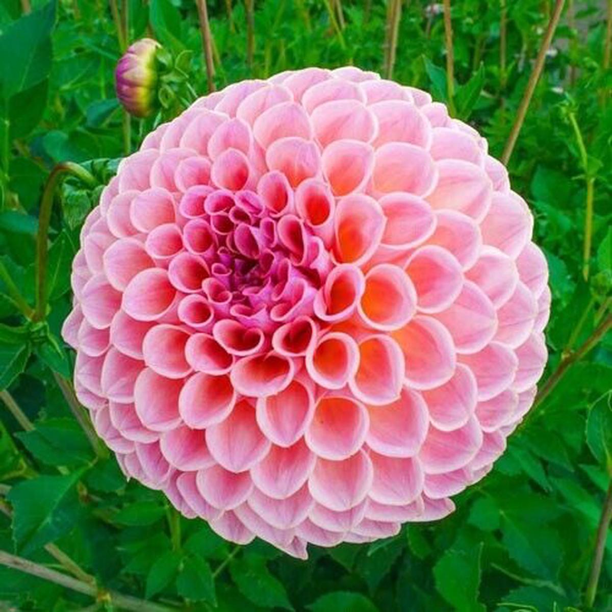 Green River Winnie Dahlia Perennial Flowers Seeds  25 Premium Dahlia Flower Seeds for Bouquets, Borders & Pots  Vibrant Summer Blooms with green Foliage  Full Sun Cottage Garden & Pollinator-Friendly 