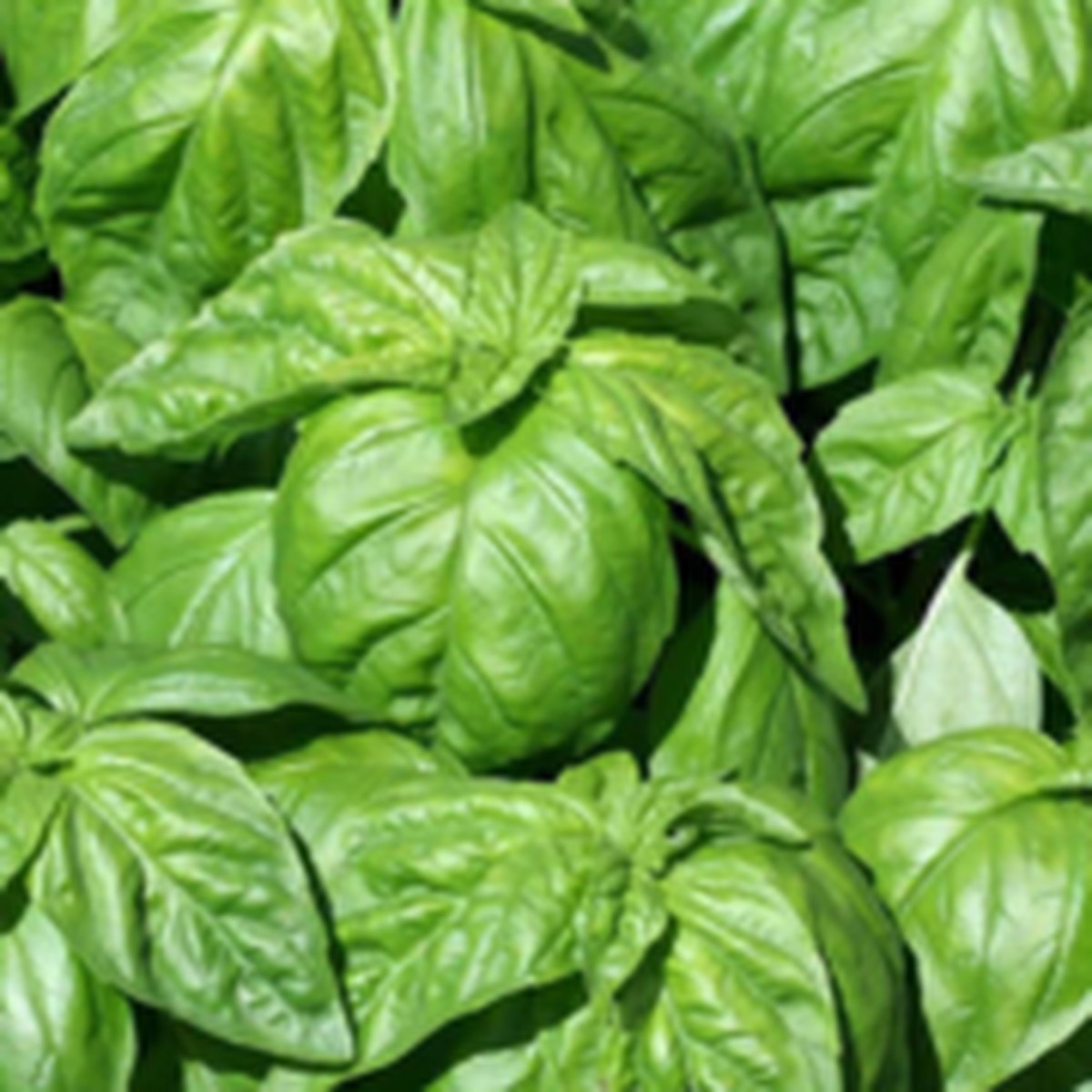 Lettuce Leaf Basil West Coast Seeds