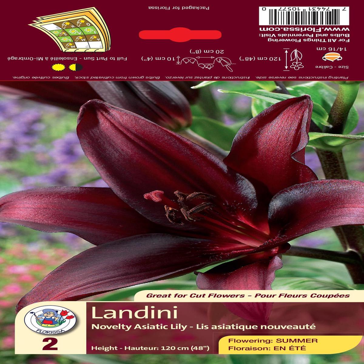 Lily - Asiatic - Landini