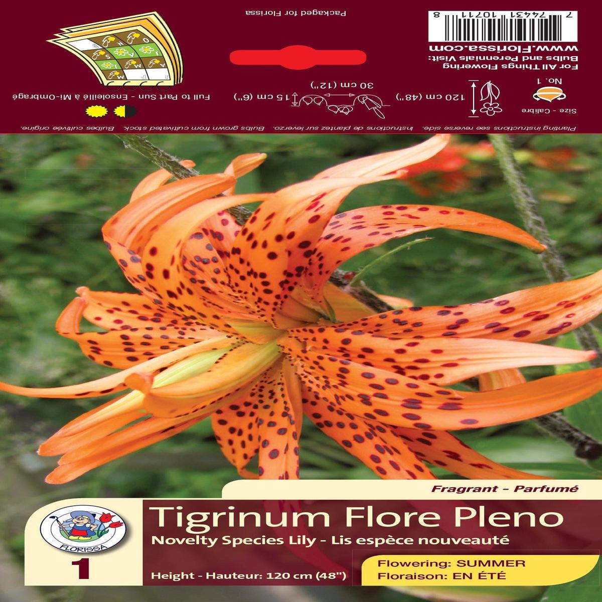 Lily - Novelty Species - Tigrinum Flore Pleno