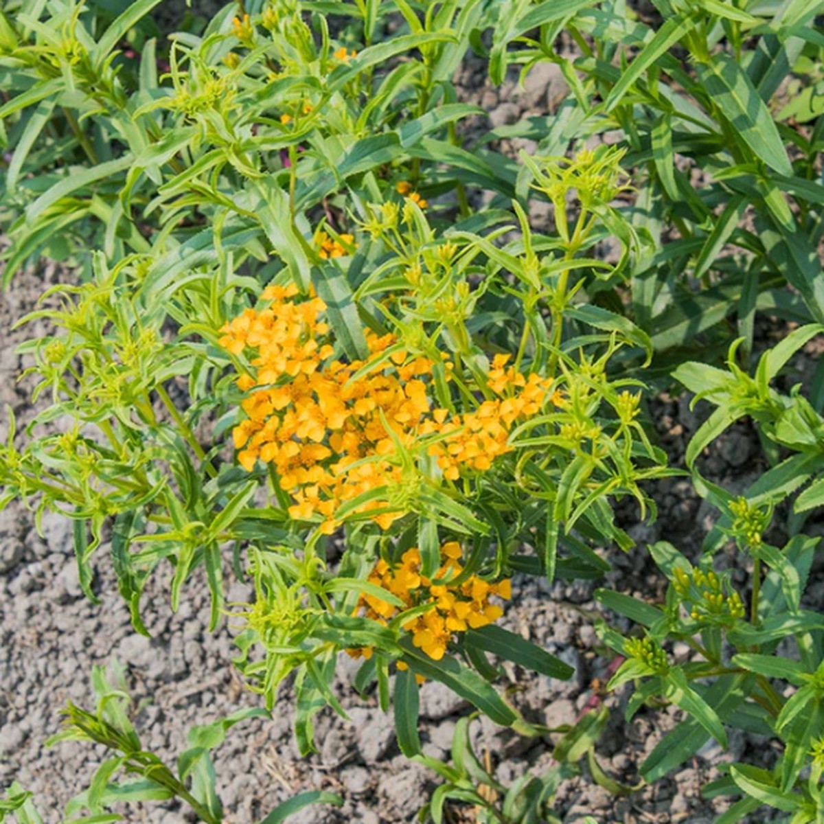 Mexican Tarragon Organic West Coast Seeds
