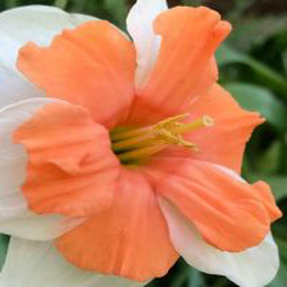 Narcissus Electrus - 5 Pack