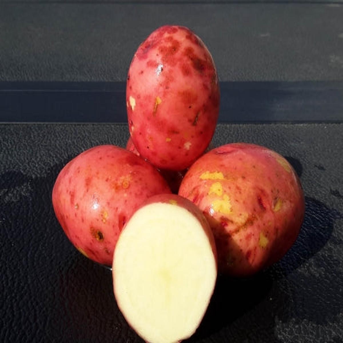 Seed Potato - AC Peregrine Red 10lb