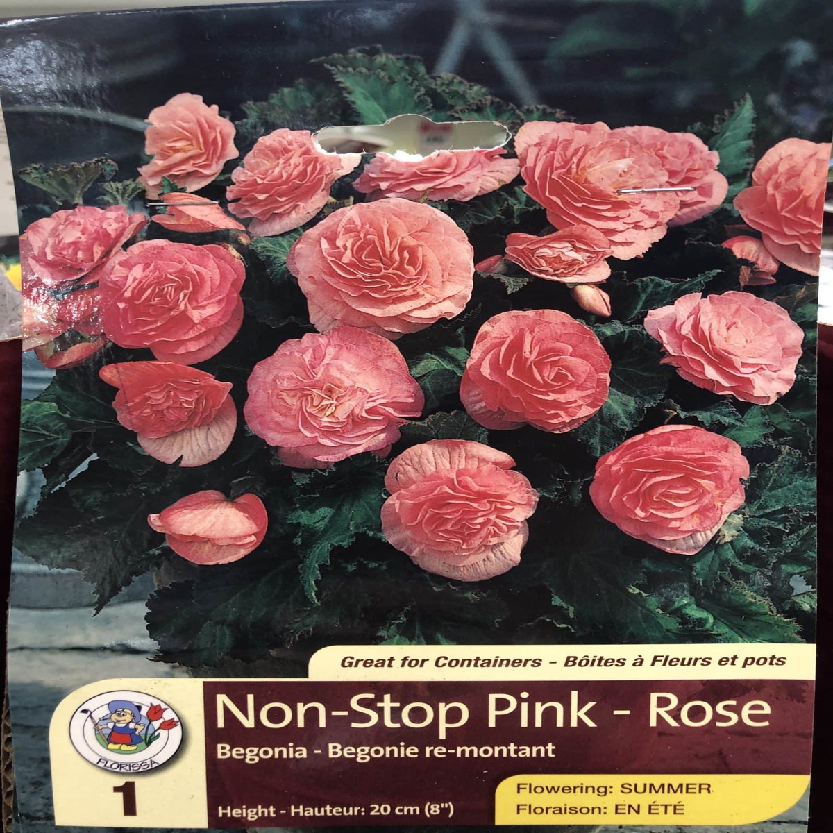 Spring Bulbs - Begonia Non-Stop Pink Rose-Florissa