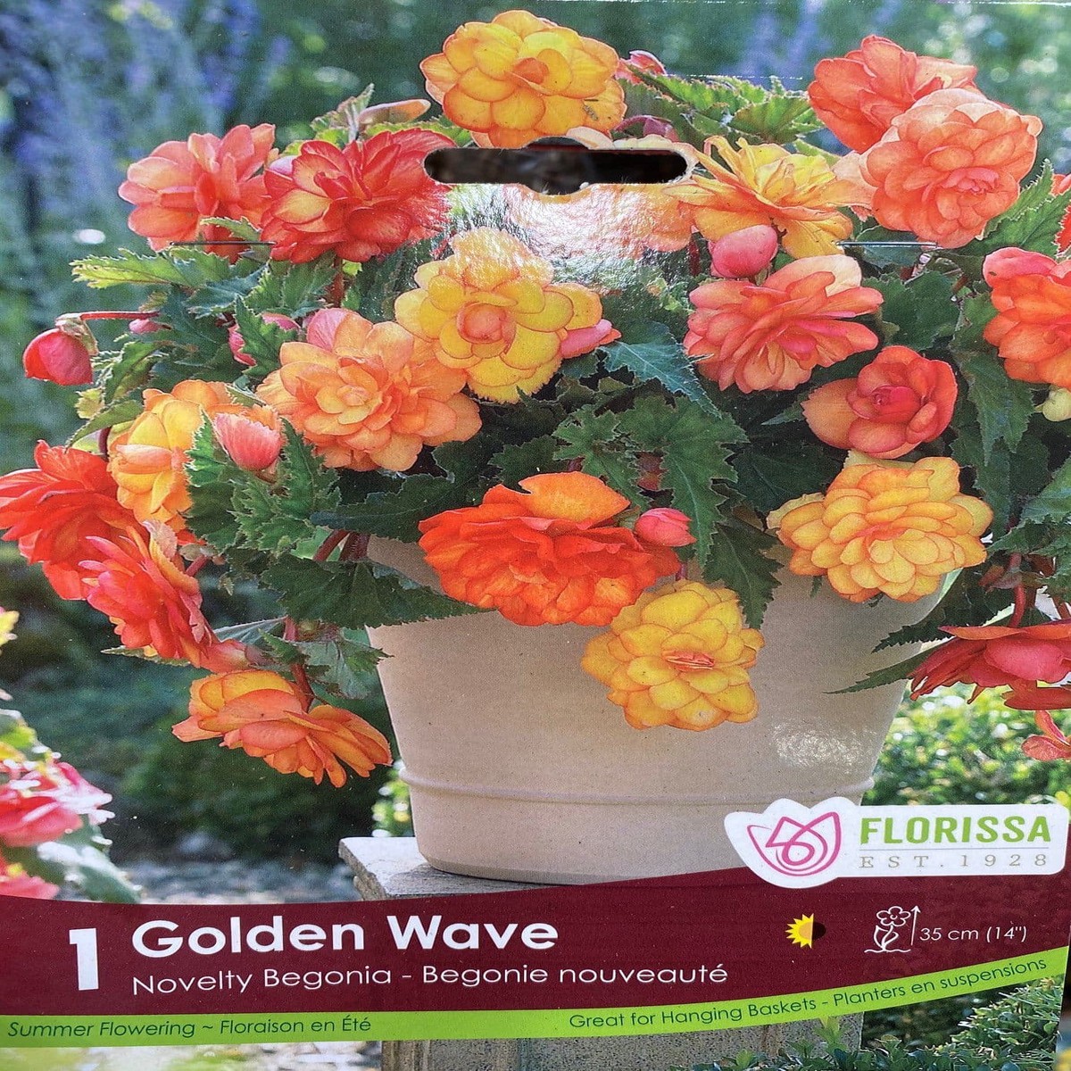 Spring Bulbs - Golden Wave Novelty Begonia-Florissa
