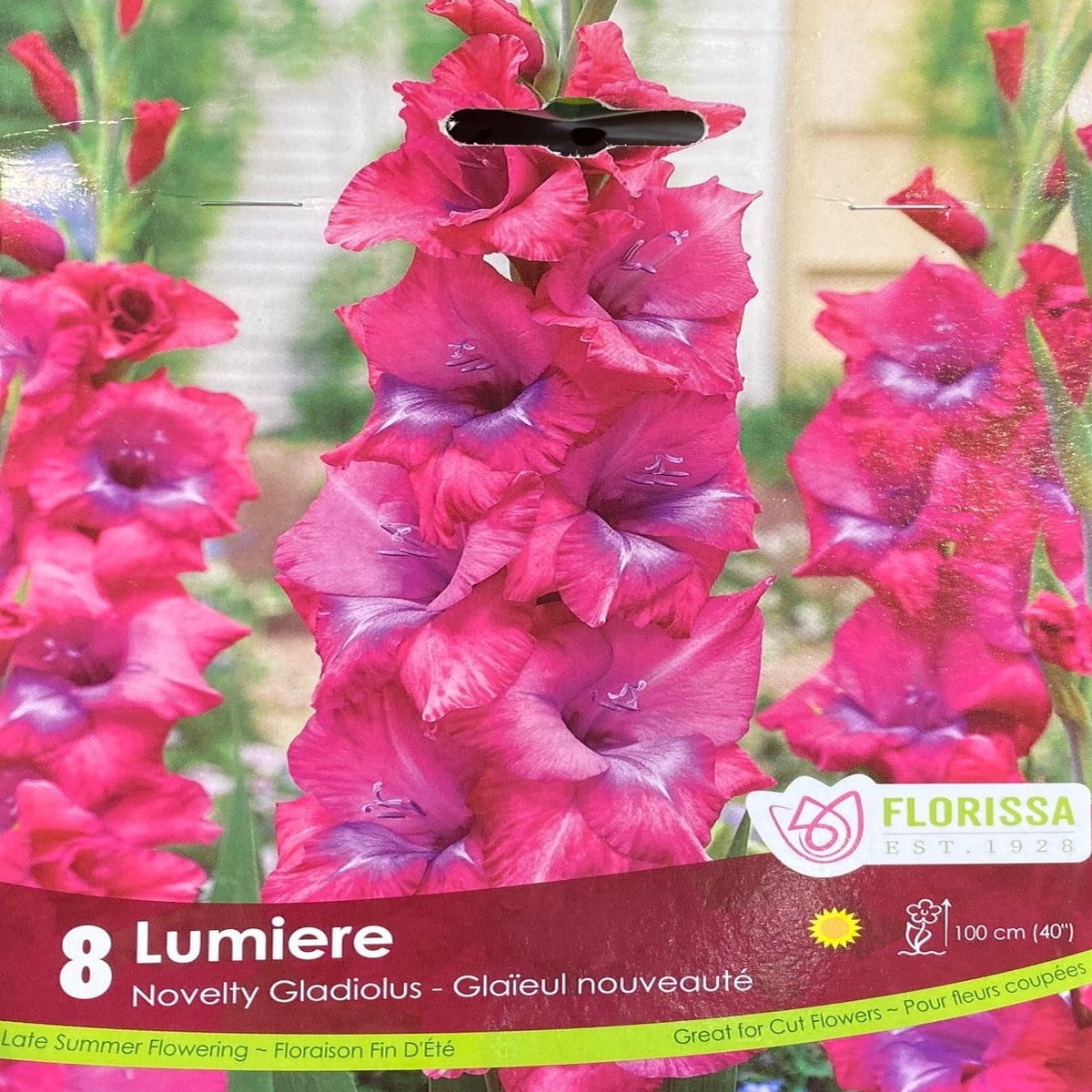 Spring Bulbs - Lumiere Novelty Gladiolus-Florissa