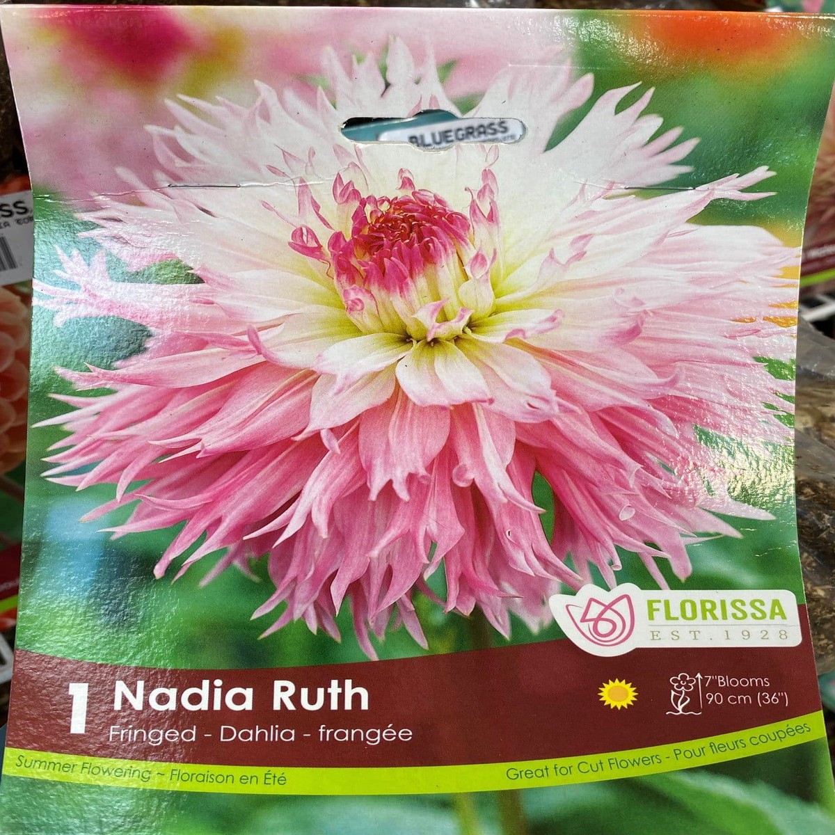 Spring Bulbs - Nadia Ruth Fringed Dahlia-Florissa