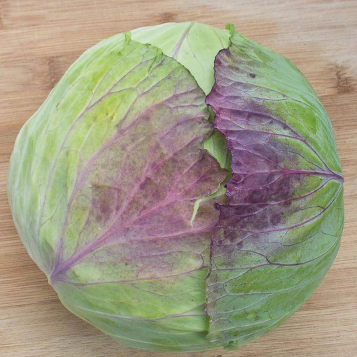 Taiwan F1 Cabbage West Coast Seeds