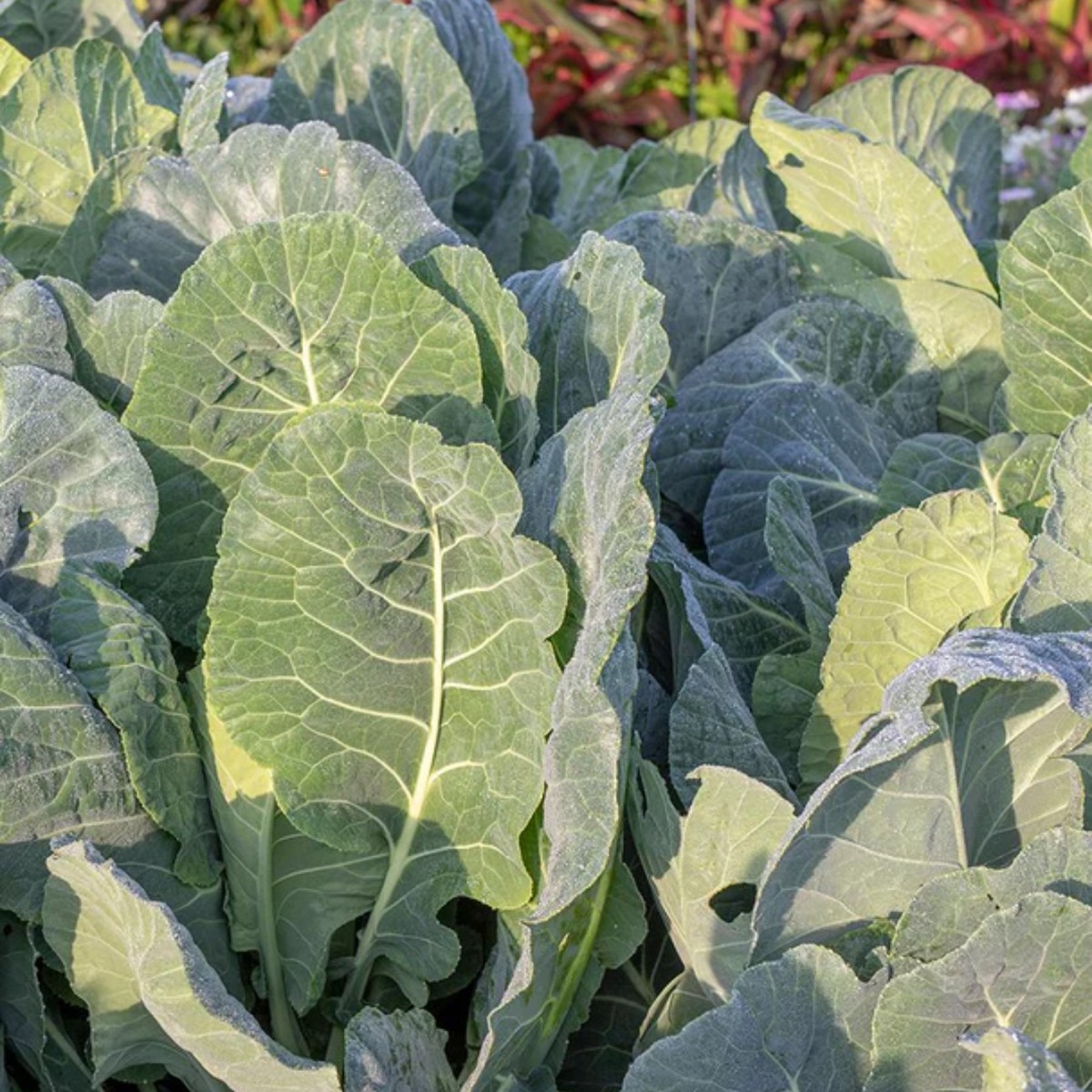 Top Bunch 2.0 F1 Collard West Coast Seeds