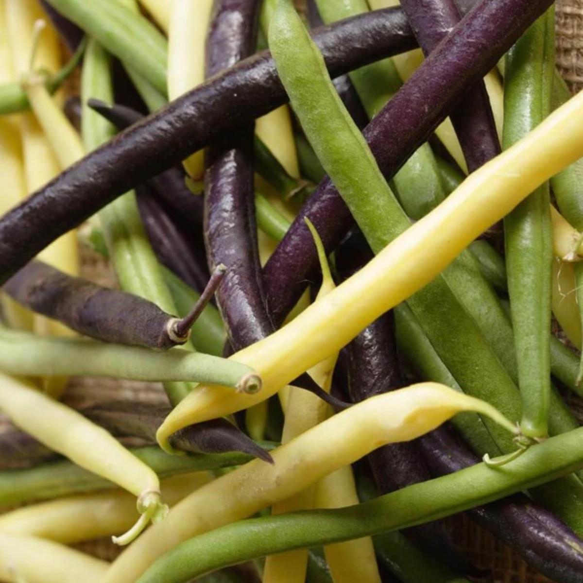 Tricolour Bean Blend West Coast Seeds