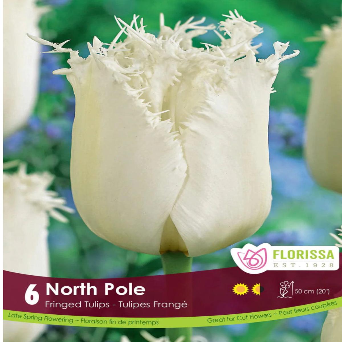 Tulip Fringed North Pole 6/pkg