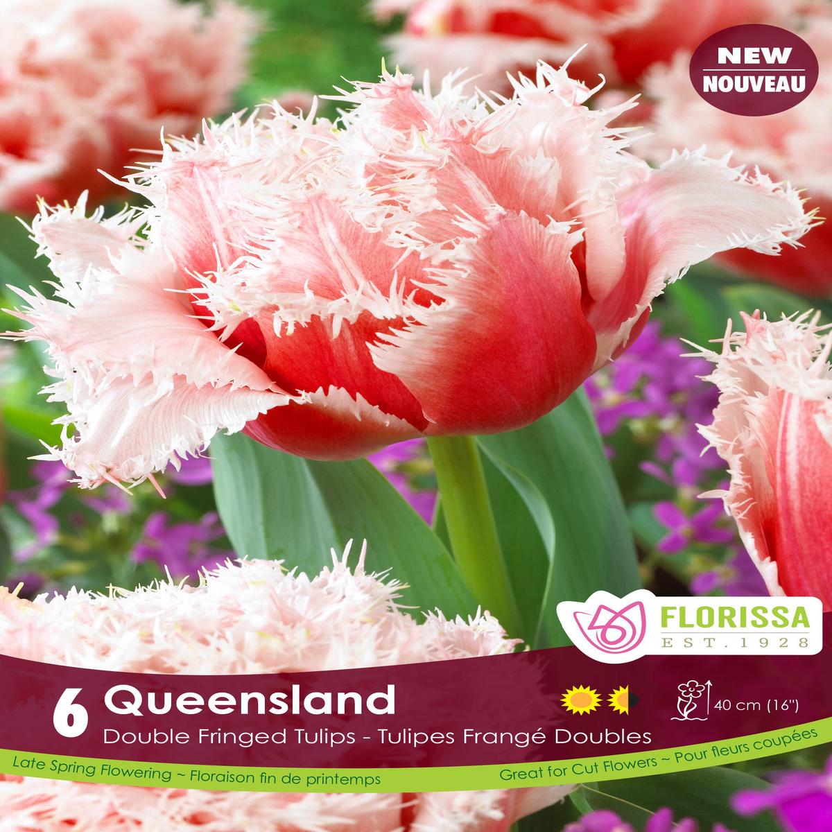 Tulip Queensland