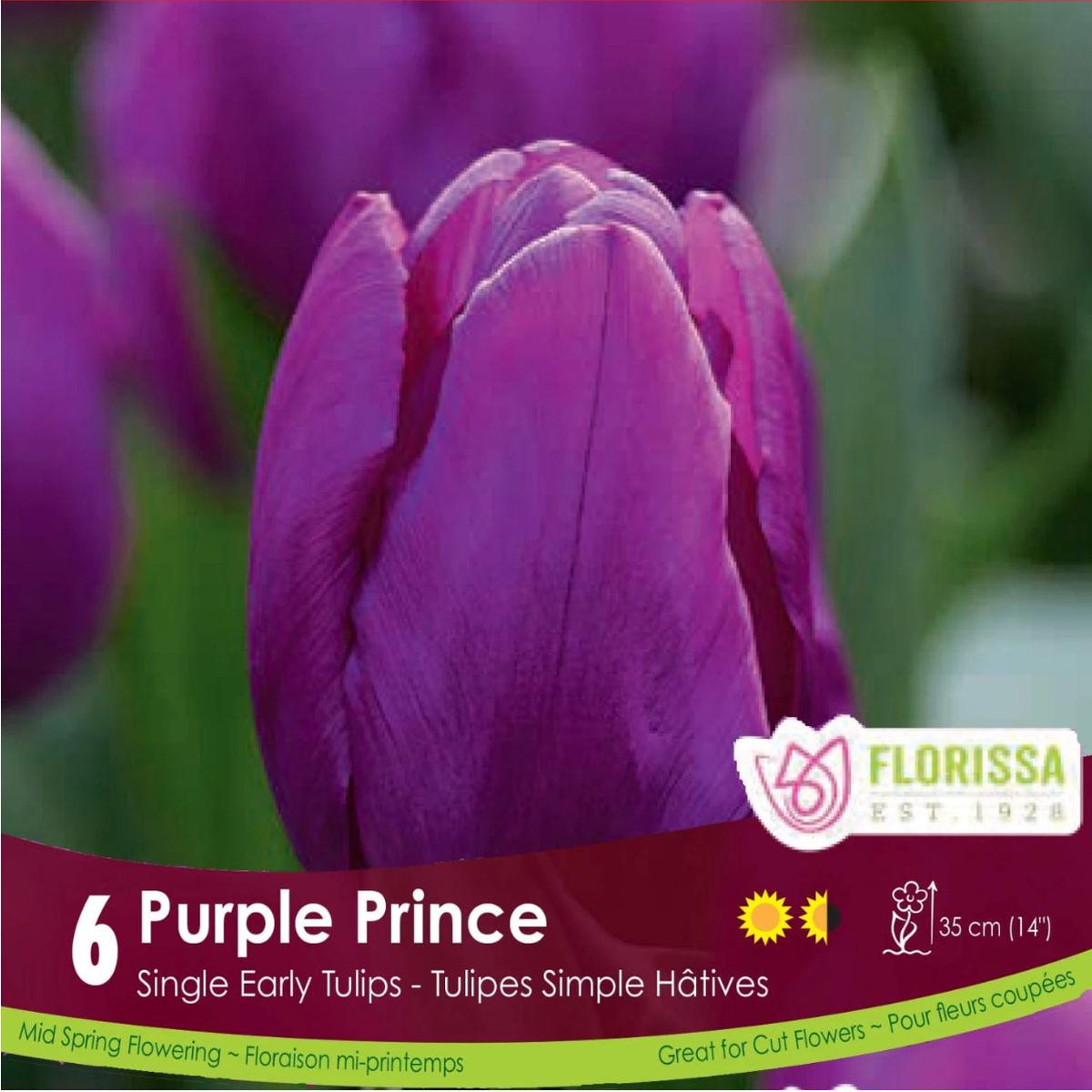 Tulip single Early Purple Prince pkg 6.