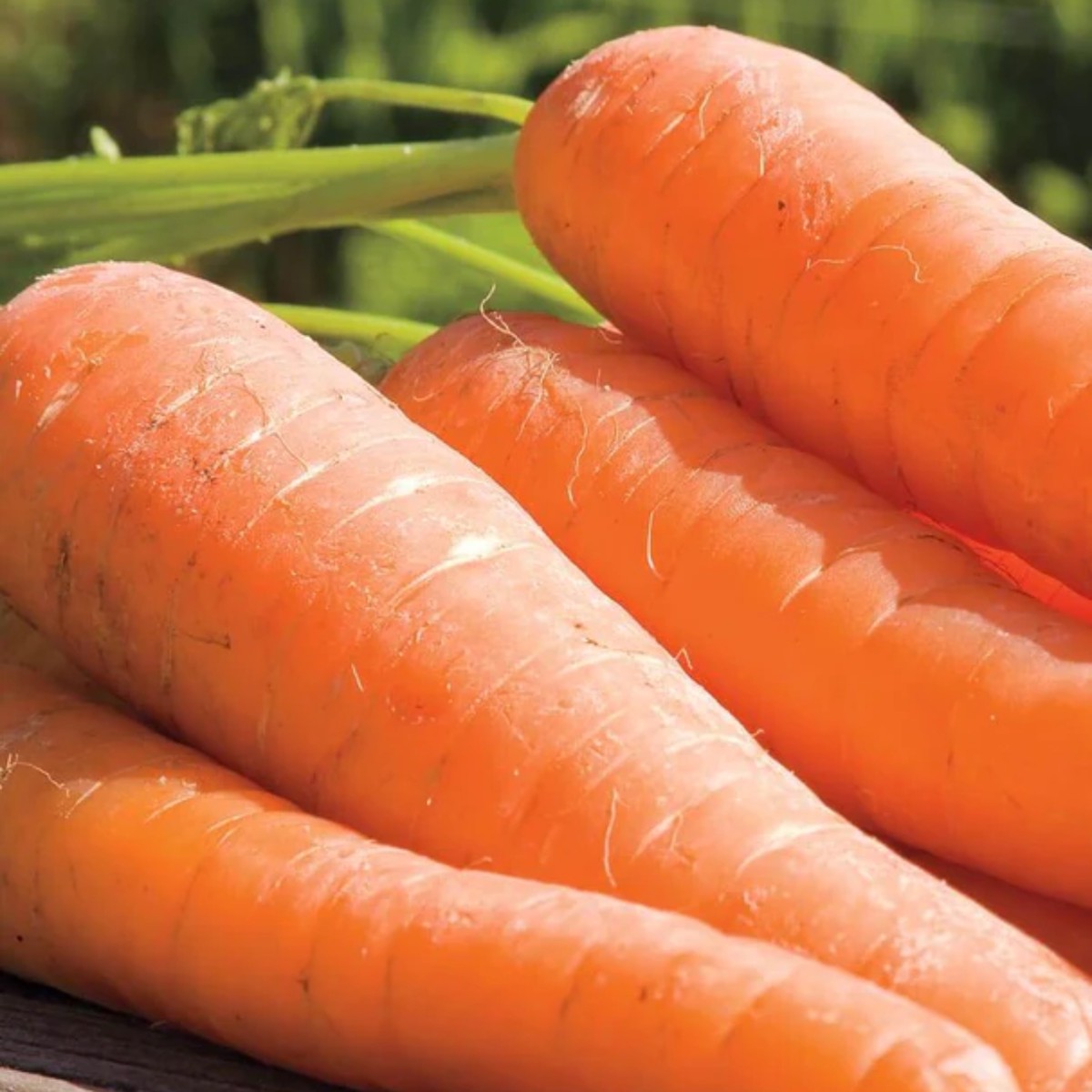 Ya Ya Coated Organic F1 Carrot West Coast Seeds