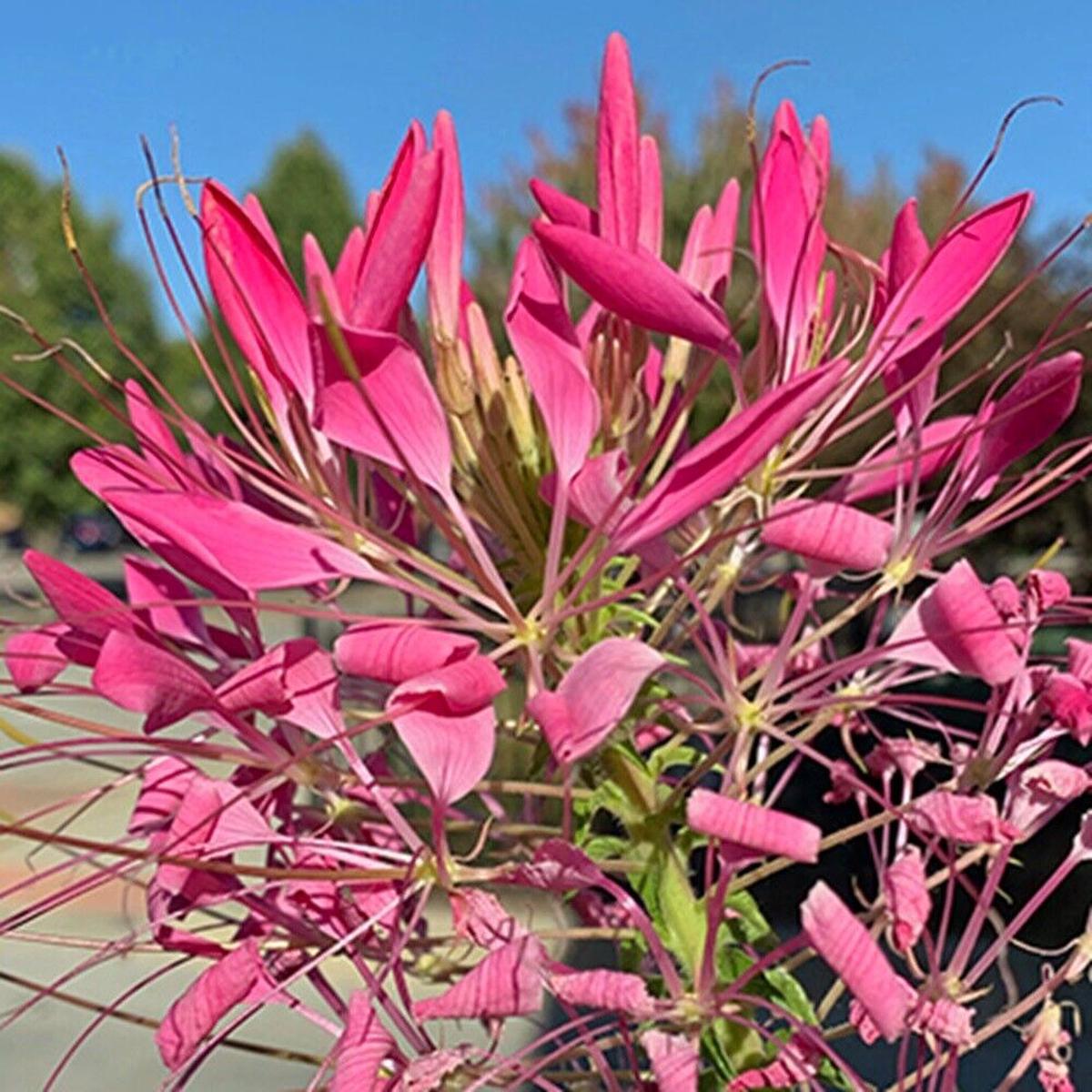 100 Cerise Spider Seeds Clome Spinosa Perennial 1170 US Seller Butterfly Bee