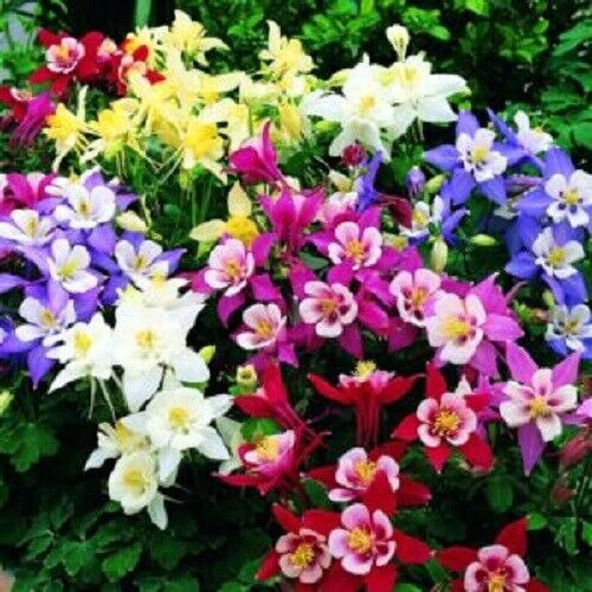 50 Aquilegia Columbine Seeds Flower Perennial Flowers Seed Bloom 147 US SELLER