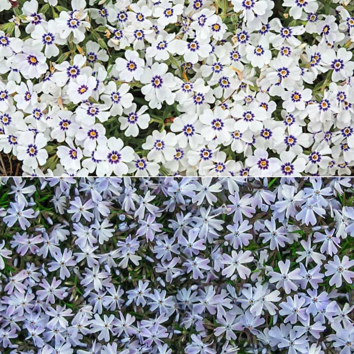 50 Delft Blue Phlox Seeds Flower Perennial Seed Flowers Butterfly 788
