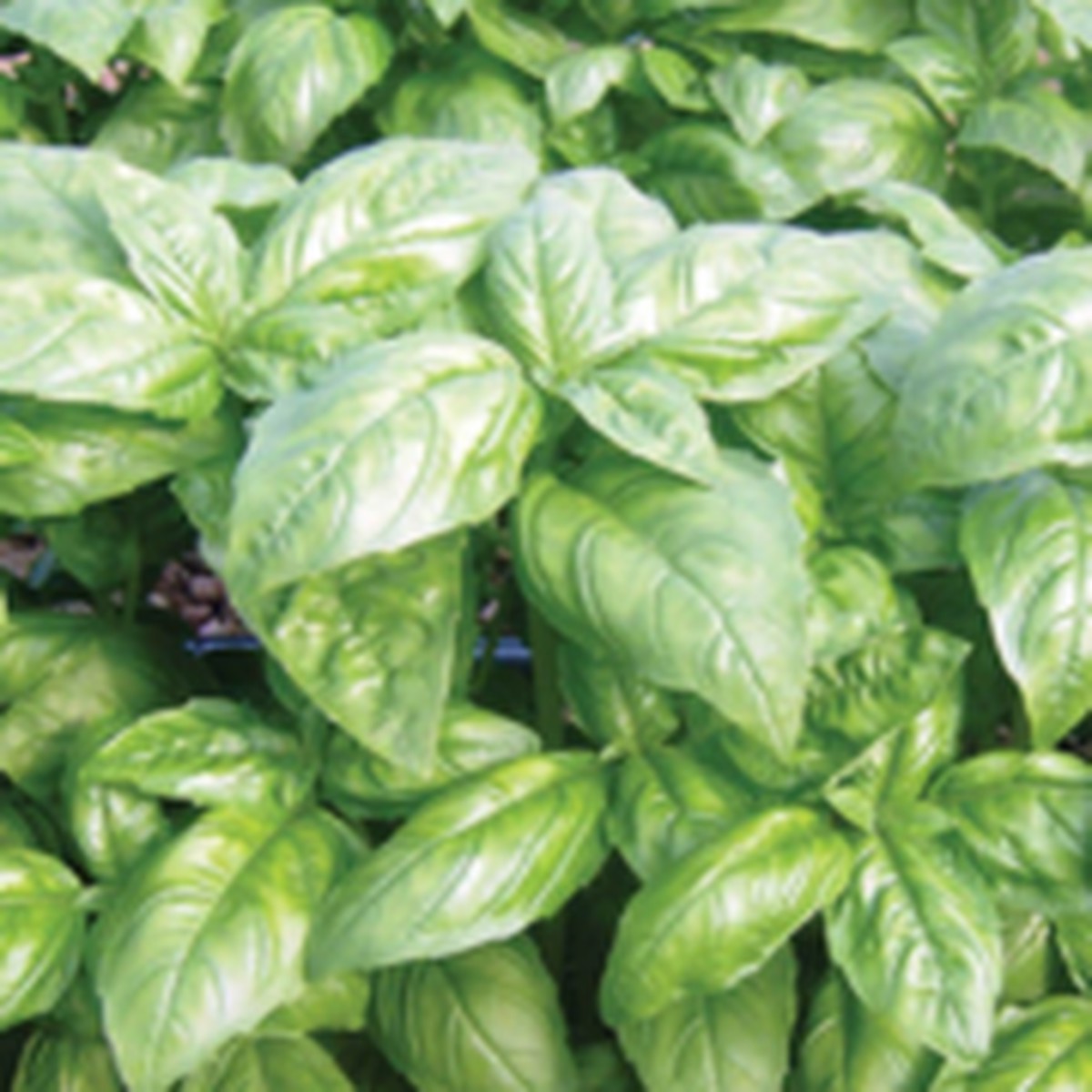 Dolly Organic Basil West Coast Seeds