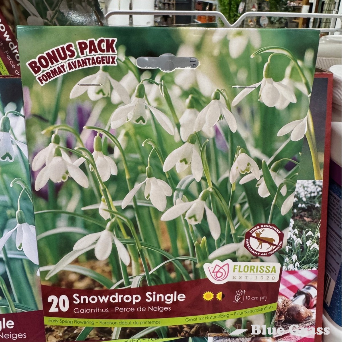 Fall Bulbs- Snowdrop Single Galanthus - Florissa