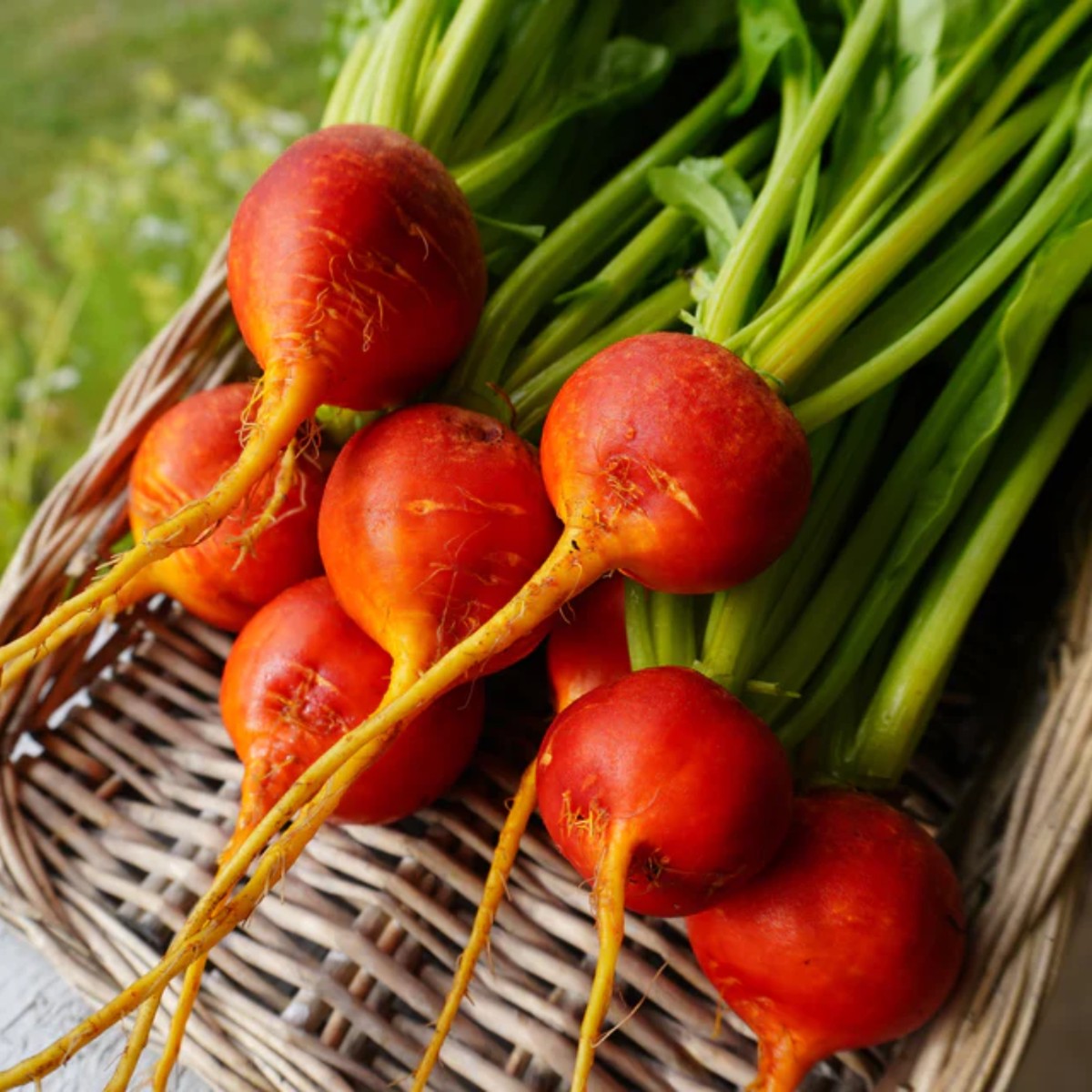 Golden Boy Beet West Coast Seeds