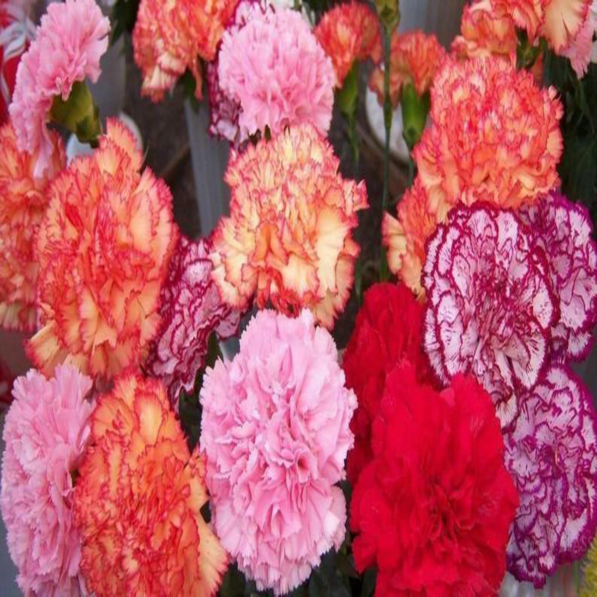 Green River 100 Double Mix Carnation Seeds- Premium Flower Seeds for Planting Borders, Bouquets & Cottage Gardens | Ruffled Fragrant Carnation Flower Seeds | Fancy Carnation Seeds | Perennial Blooms f