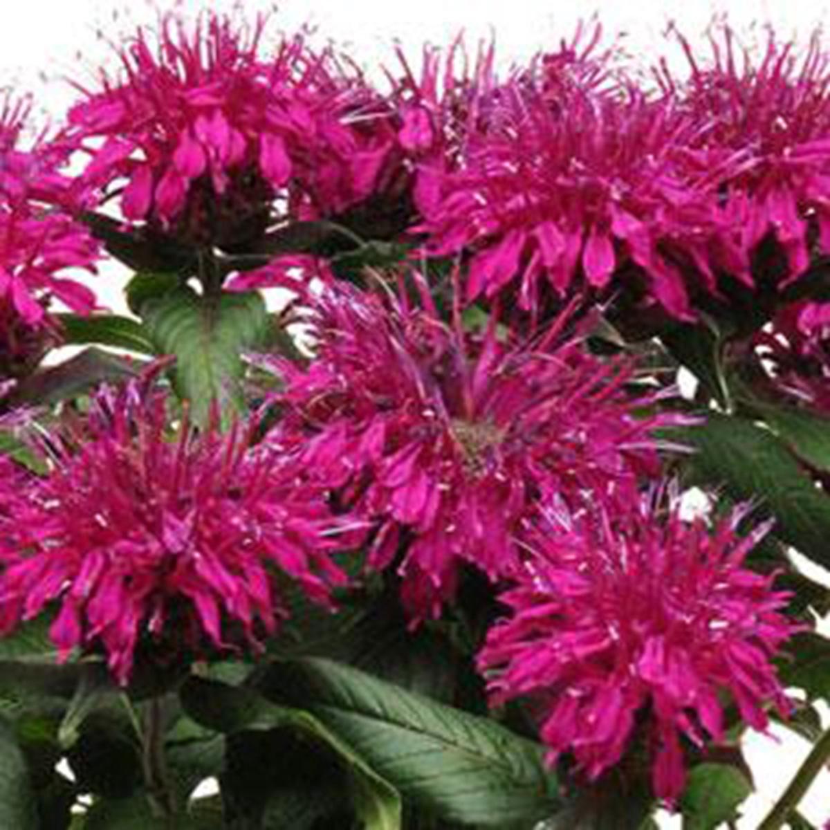 Green River 100 Fushia Bee Balm Seeds Premium Perennial Flower Seeds for Pollinator Gardens & Cut Flowers Drought-Tolerant Deer Resistant Fragrant Purple Blooms Ideal for Outdoor