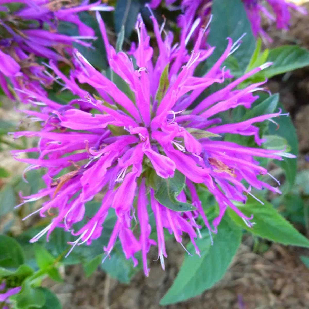 Green River 100 Lilac Bee Balm Seeds Premium Perennial Flower Seeds for Pollinator Gardens & Cut Flowers Drought-Tolerant Deer Resistant Fragrant Purple Blooms Ideal for Outdoor