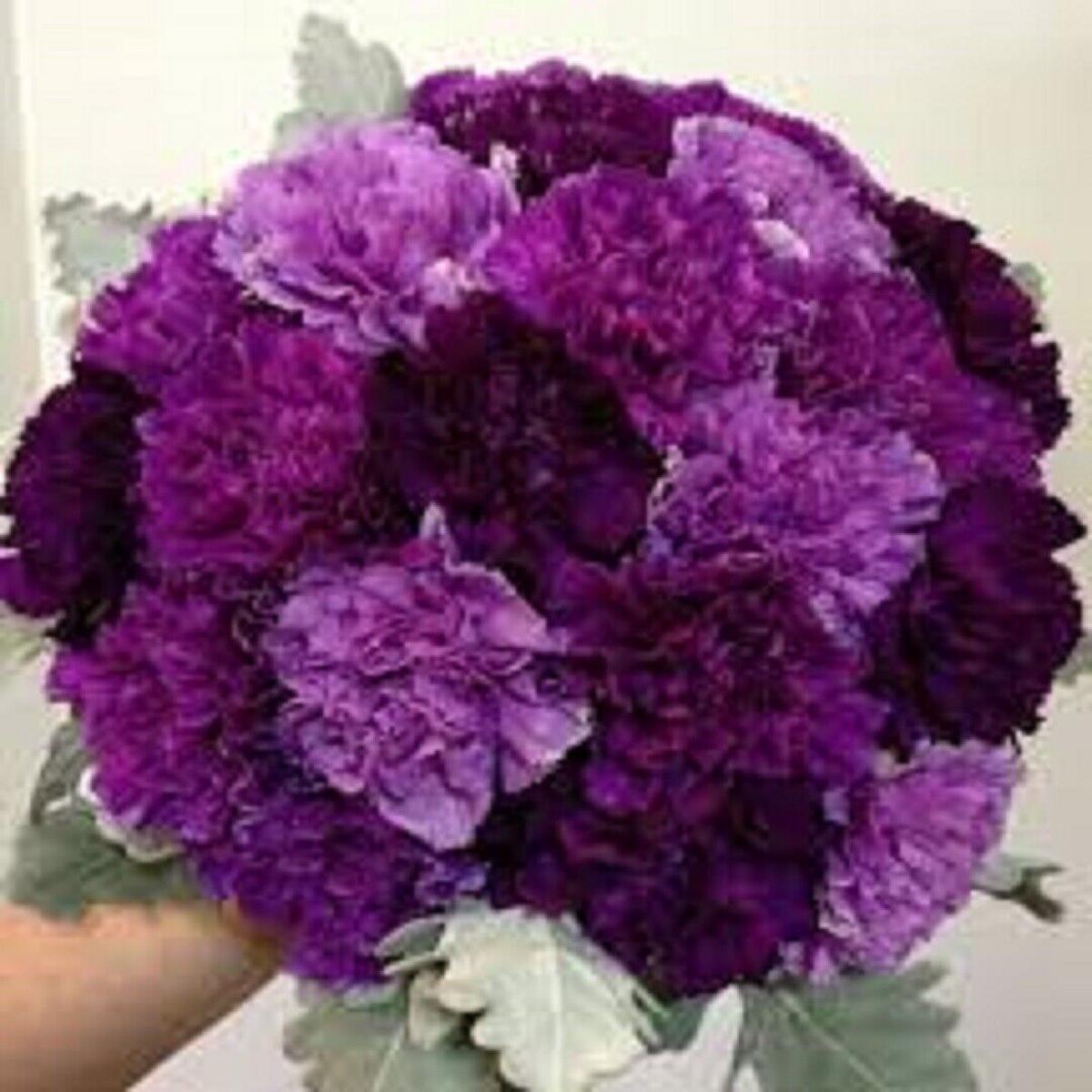 Green River 100 Purple Mix Carnation Seeds- Premium Flower Seeds for Planting Borders, Bouquets & Cottage Gardens | Ruffled Fragrant Carnation Flower Seeds | Fancy Carnation Seeds | Perennial Blooms f