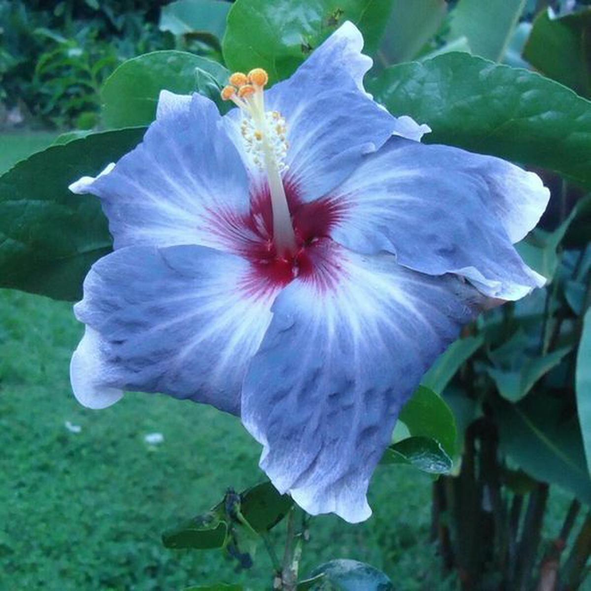 Green River 20 Blue Silver Hibiscus Seeds - Premium Perennial Flower Seeds Pack for Tropical & Pollinator Gardens, Hardy Outdoor Seeds for Full Sun & Well-Drained Soil, Vibrant Garden Blooms Attractin