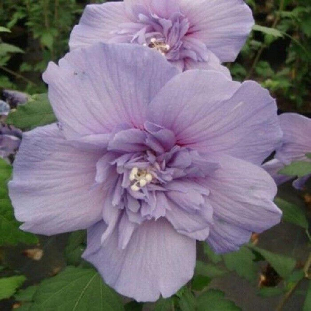 Green River 20 Double Light Purple Hibiscus Seeds - Premium Perennial Flower Seeds Pack for Tropical & Pollinator Gardens, Hardy Outdoor Seeds for Full Sun & Well-Drained Soil, V