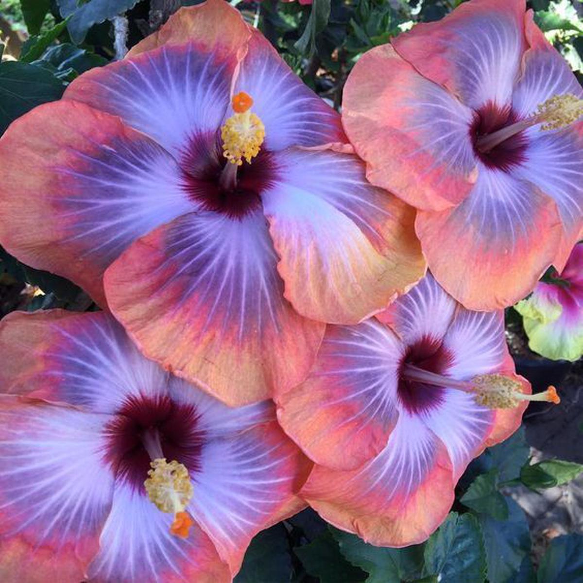 Green River 20 Pink Blue Hibiscus Seeds - Premium Perennial Flower Seeds Pack for Tropical & Pollinator Gardens, Hardy Outdoor Seeds for Full Sun & Well-Drained Soil, Vibrant Garden Blooms Attracting 