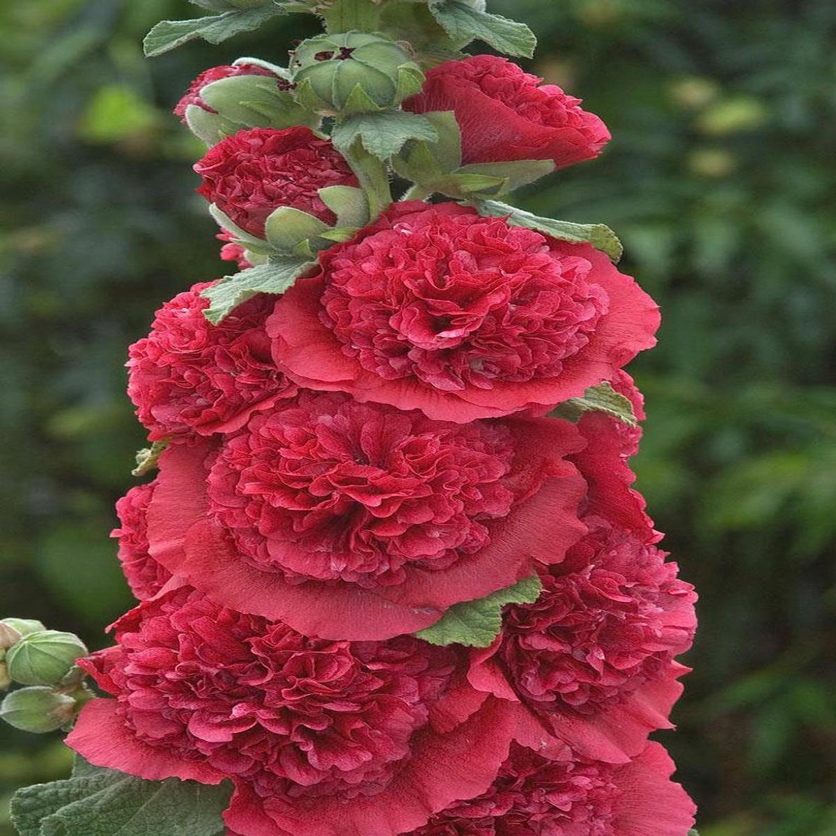 Green River 25 Double Rosey Red Hollyhock Seeds - Flower Seed Pack, Tall Perennial Blooms, Cottage Garden Plants for Borders, Premium Seeds for Planting, Pollinator Friendly Flow