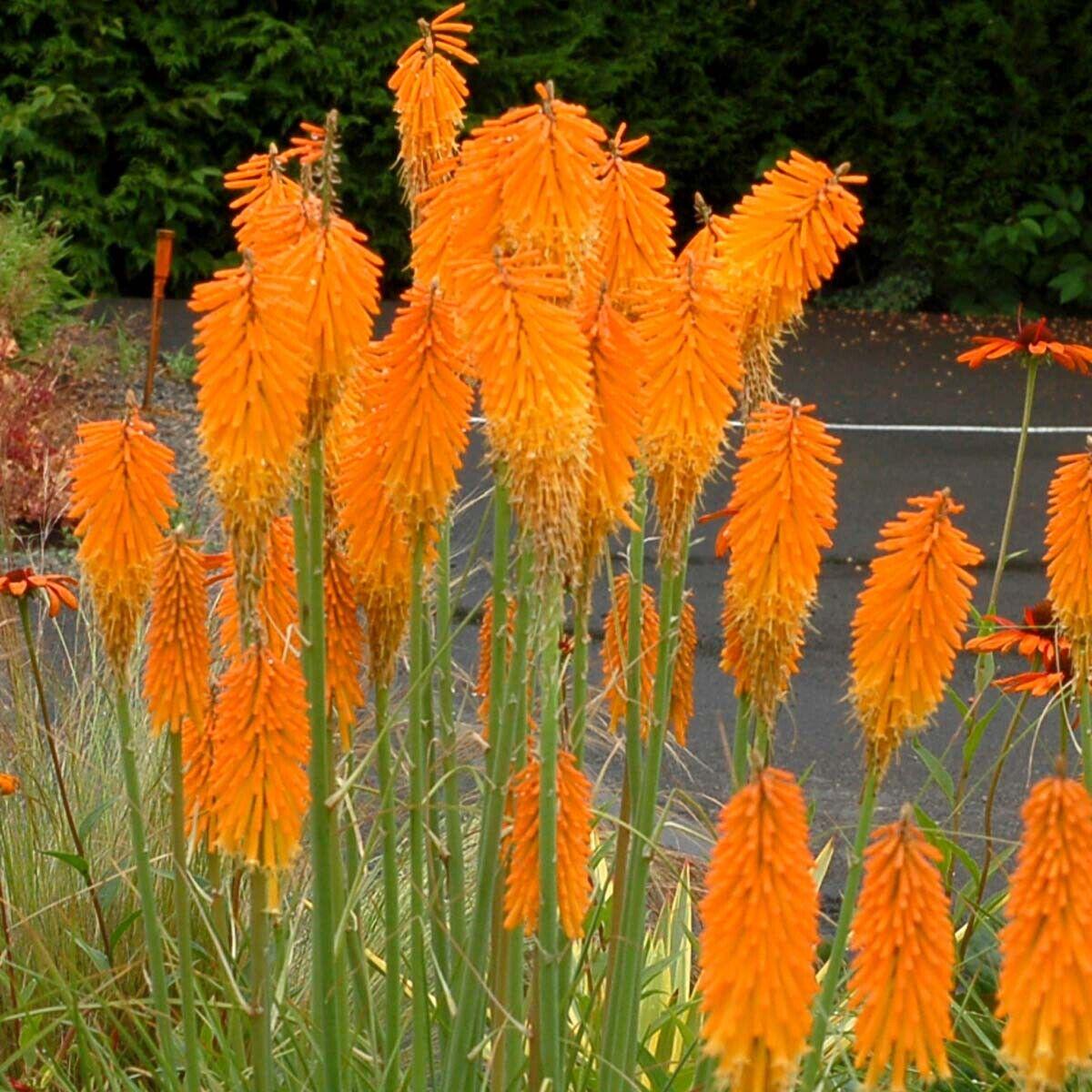 Green River 25 Mango Popscicl Hot Poker Torch Lily Flower Seeds- Premium Perennial Flower Seeds for Pollinator Gardens, Borders & Full Sun, Torch Lily Seeds for Planting, Heat-To