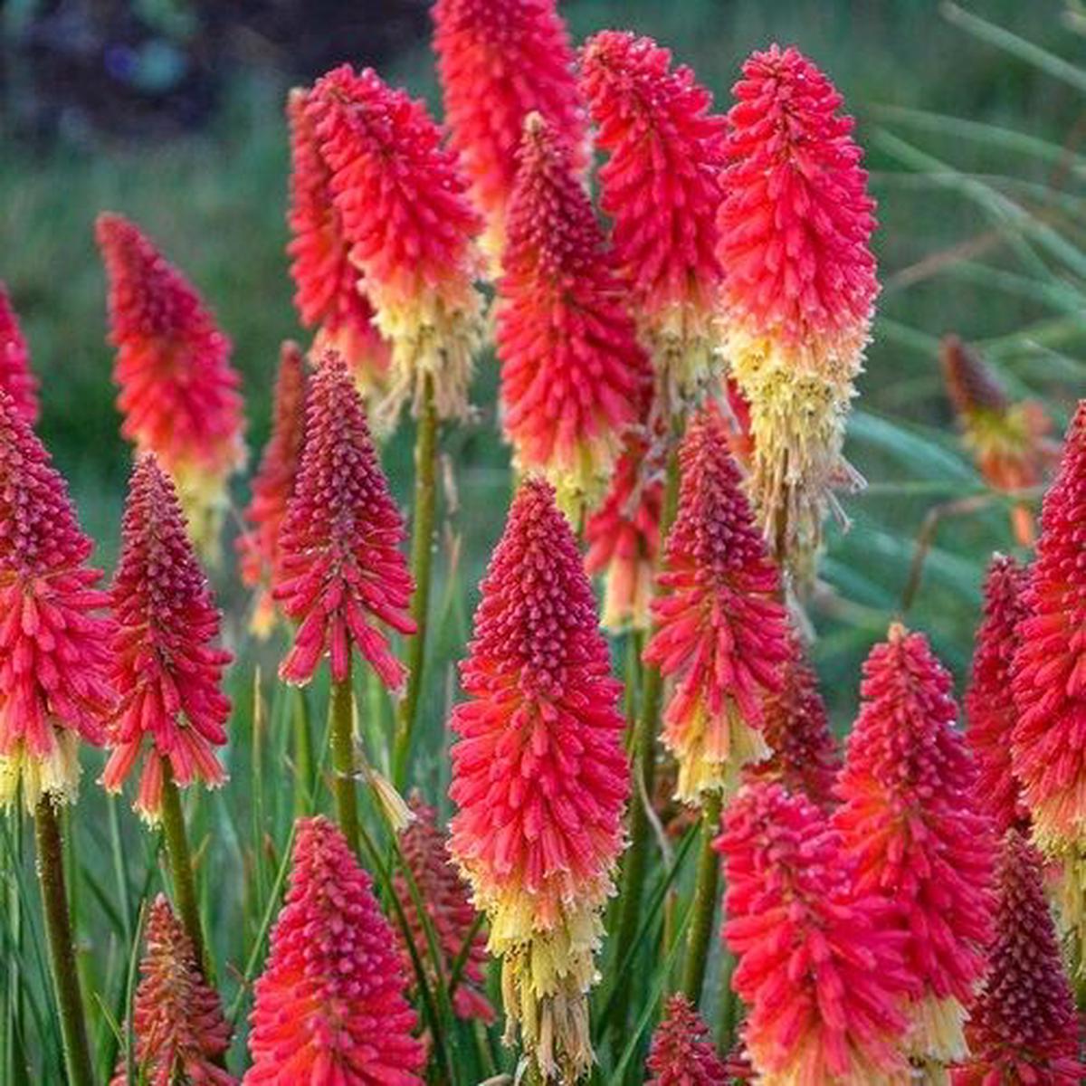 Green River 25 Rocket Red Hot Poker Torch Lily Flower Seeds- Premium Perennial Flower Seeds for Pollinator Gardens, Borders & Full Sun, Torch Lily Seeds for Planting, Heat-Tolera