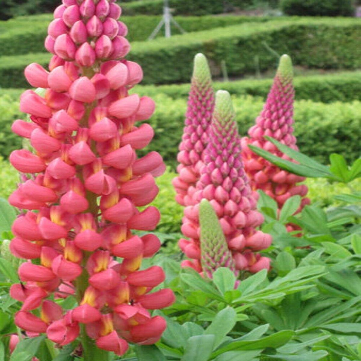 Green River 25 Towering Infero Lupine Seeds - Vibrant Spiky Blooms, Fast Growing Perennials, Premium Seeds, Decor Decoratives Thrives in Cool Climates, Spring Full Sun