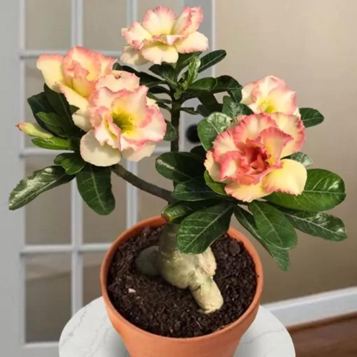 Green River 4 Cotton Candy Desert Rose Seeds - Premium Exotic Succulent Flower Seeds for Indoor Pots Bonsai & Tropical Decor Drought-Tolerant, Easy to Grow Unique Trunk, Premium Seed Pack for Collecto