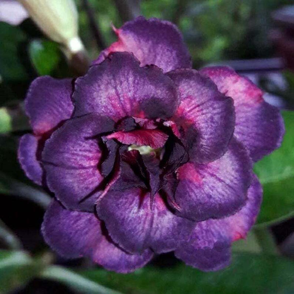 Green River 4 Dark Purple Pink Desert Rose Seeds - Premium Exotic Succulent Flower Seeds for Indoor Pots Bonsai & Tropical Decor Drought-Tolerant, Easy to Grow Unique Trunk, Prem