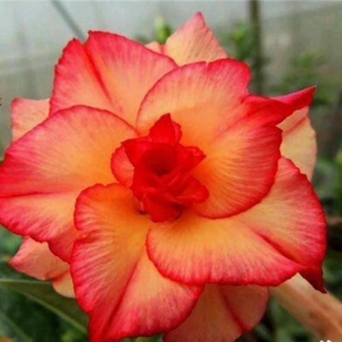 Green River 4 Double Red Yellow Desert Rose Seeds - Premium Exotic Succulent Flower Seeds for Indoor Pots Bonsai & Tropical Decor Drought-Tolerant, Easy to Grow Unique Trunk, Premium Seed Pack for Col