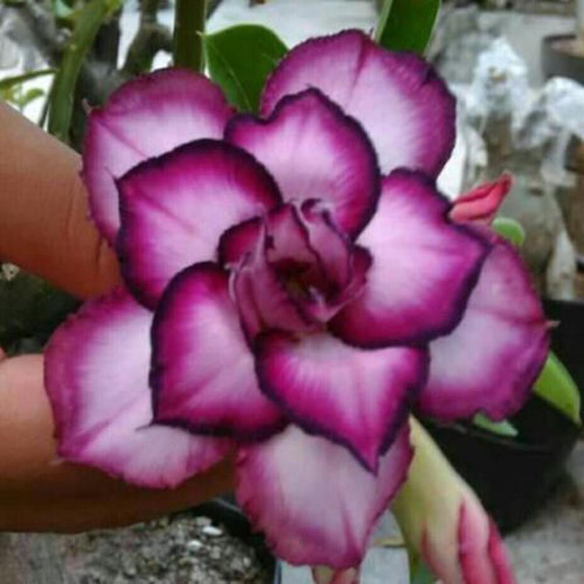 Green River 4 Double White Purple Desert Rose Seeds - Premium Exotic Succulent Flower Seeds for Indoor Pots Bonsai & Tropical Decor Drought-Tolerant, Easy to Grow Unique Trunk, P