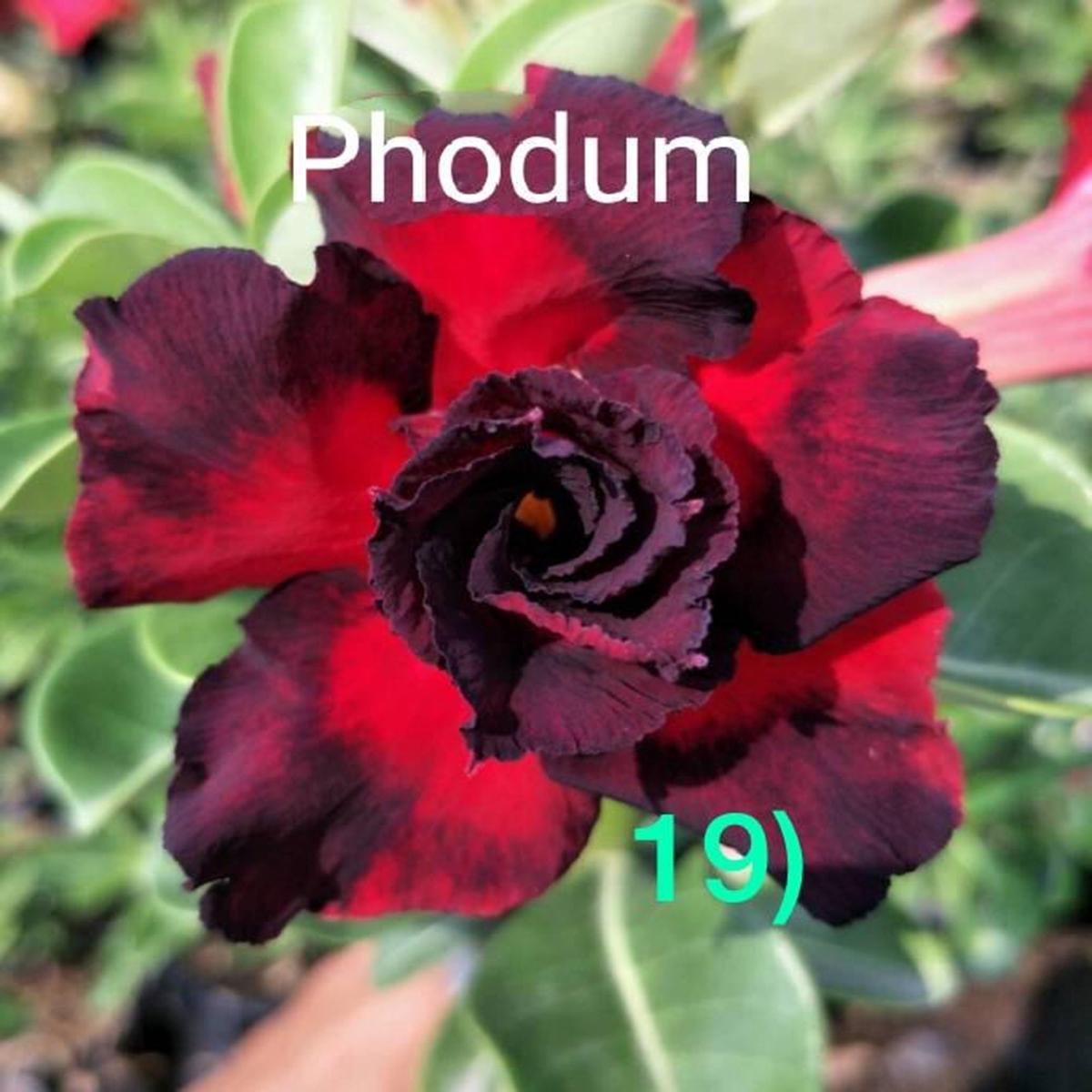 Green River 4 Phodum Desert Rose Seeds - Premium Exotic Succulent Flower Seeds for Indoor Pots Bonsai & Tropical Decor Drought-Tolerant, Easy to Grow Unique Trunk, Premium Seed Pack for Collectors