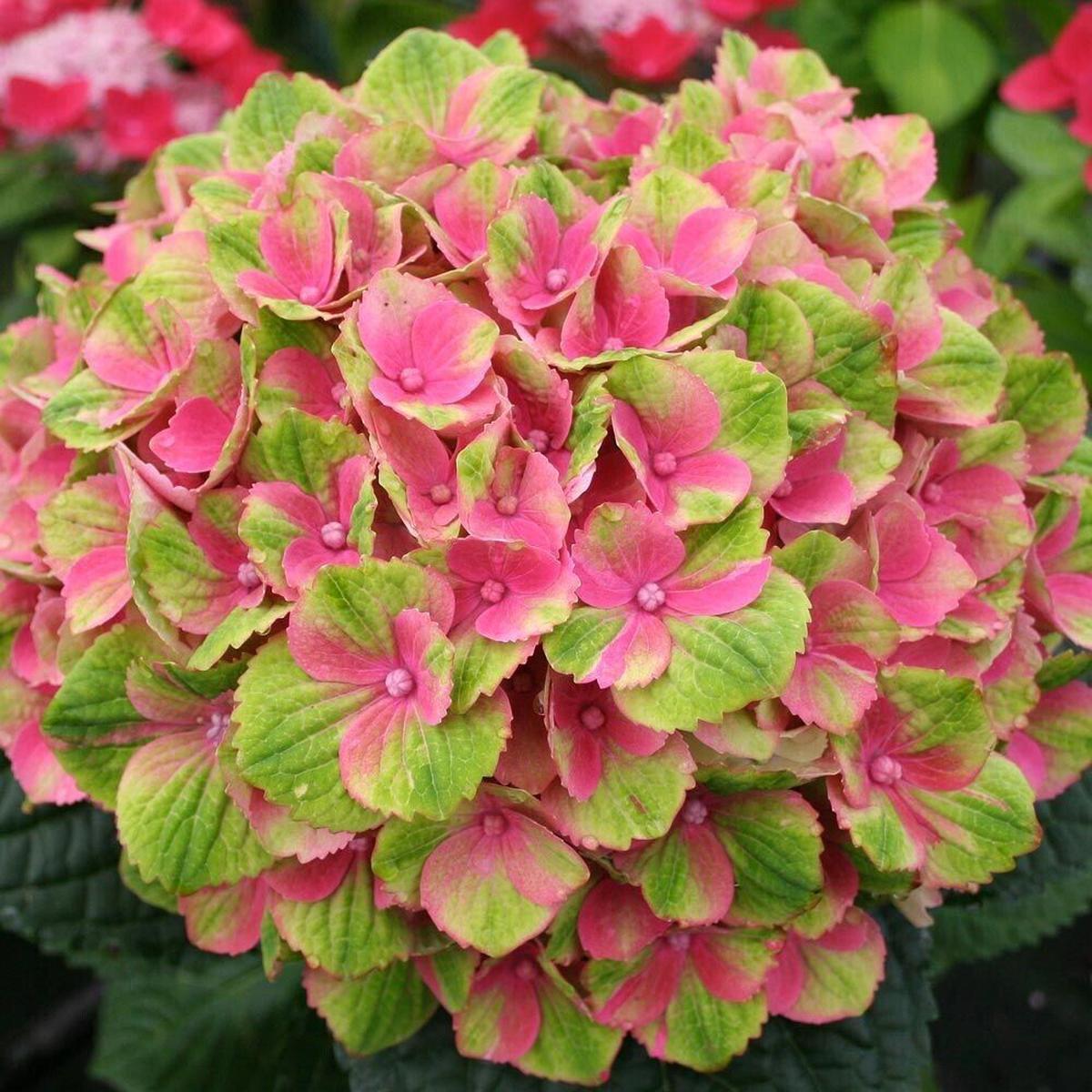 Green River 5 Amethyst Hydrangea Seeds  Premium Flower Seeds for Elegant Cottage Gardens, Patios & Borders  Rare Perennial Bush with Bold Summer Blooms  Hydrangea Limelight Seeds, Premium Seed Pack fo
