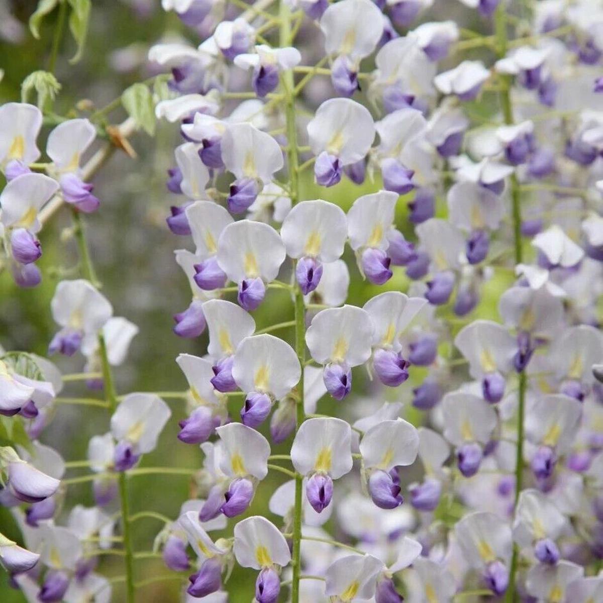 Green River 5 Japanese Wisteria Seeds - Premium Climbing Vine Seeds for Bonsai & Decor, Rare Fragrant Blooms, Full Sun, Up to 30 ft Tall