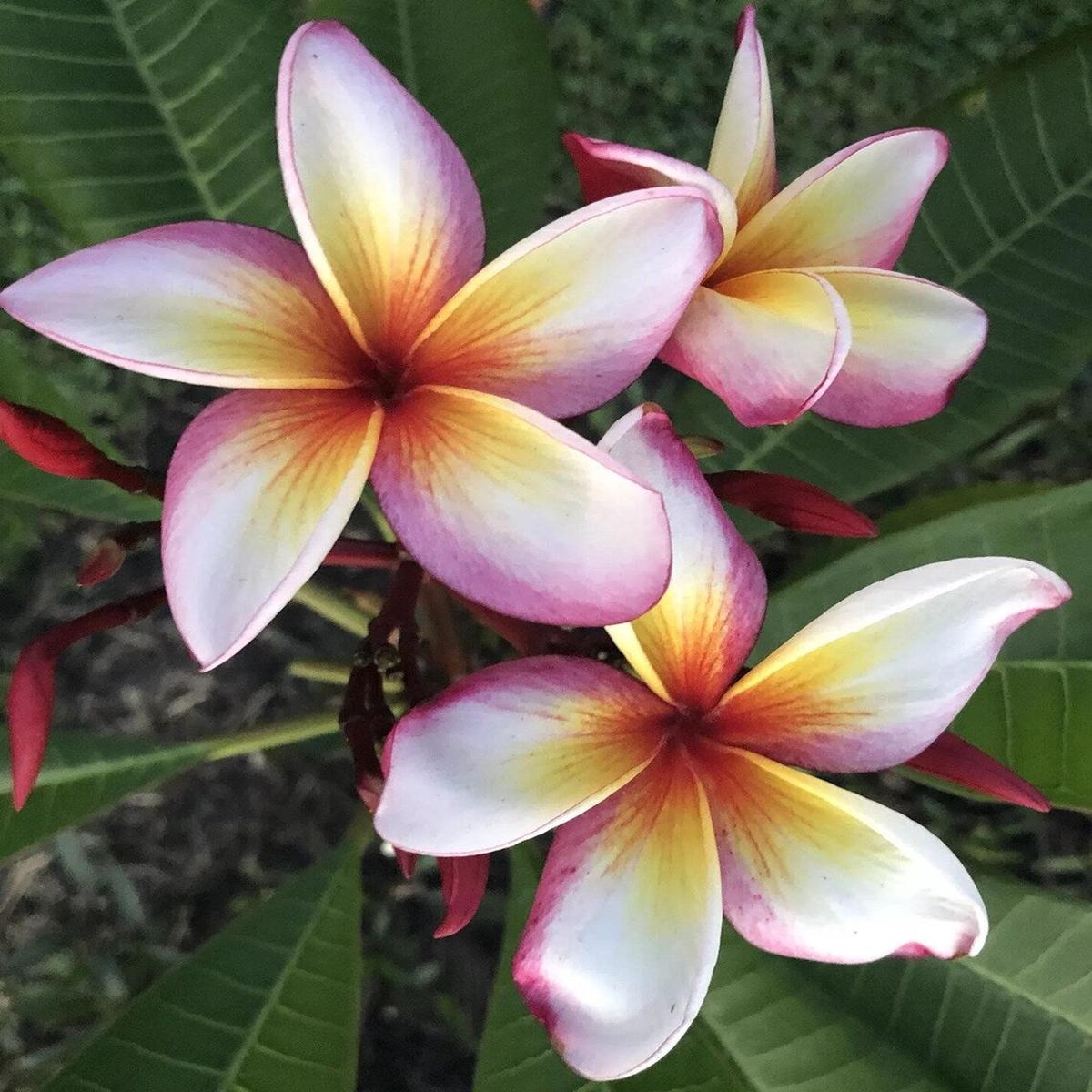 Green River 5 Pink Yellow White Plumeria Seeds - Flower Seed Pack, Premium Tropical Blooms, Fragrant Perennial Plants for Garden Charm, Ideal for Leis and Containers