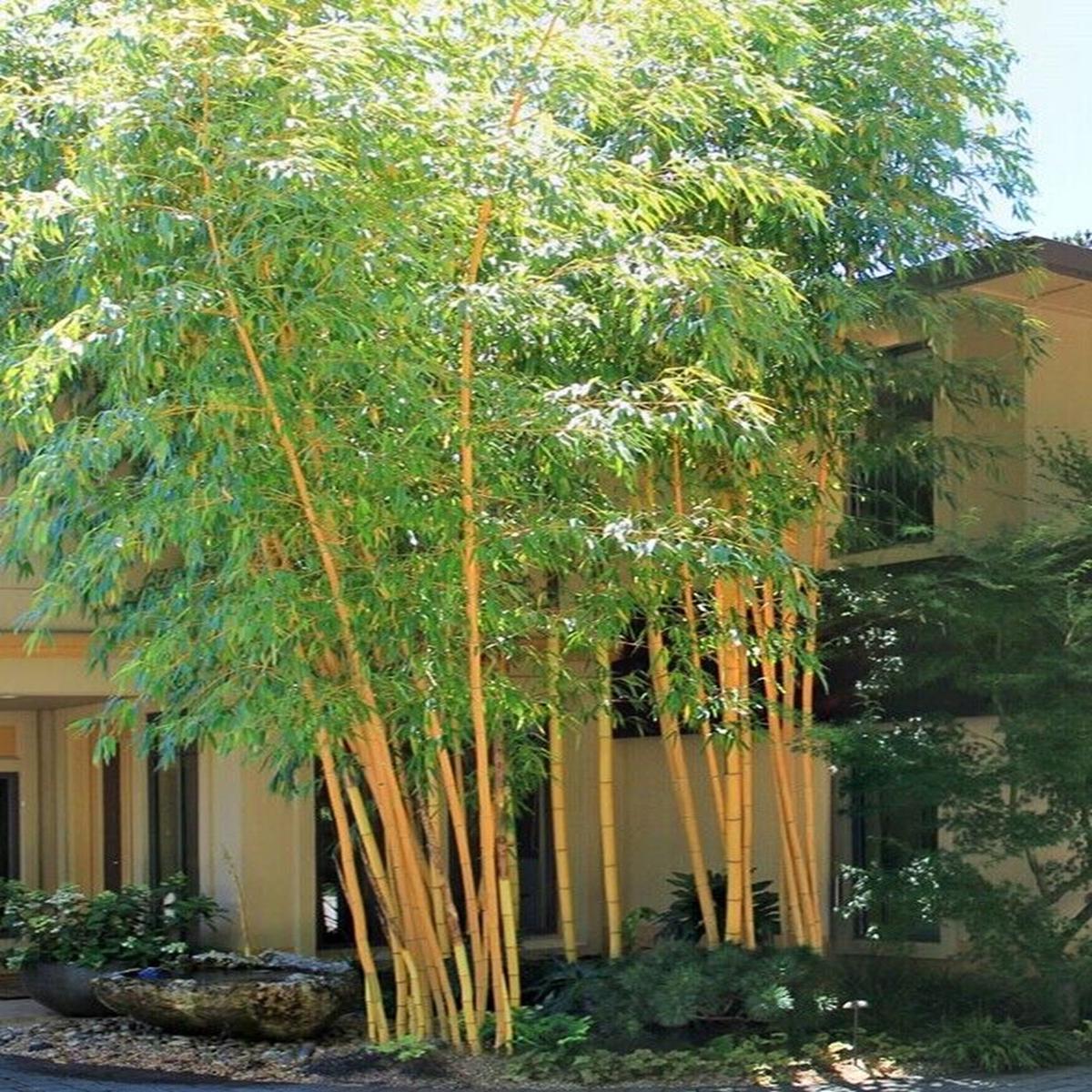 Green River 50 Asian Lemon Bamboo Seeds - Tall Bamboo Plant Seeds for Privacy Screens & Garden Landscaping  Premium Bamboo Seeds for Planting Outdoors or in Pots  Non-Invasive