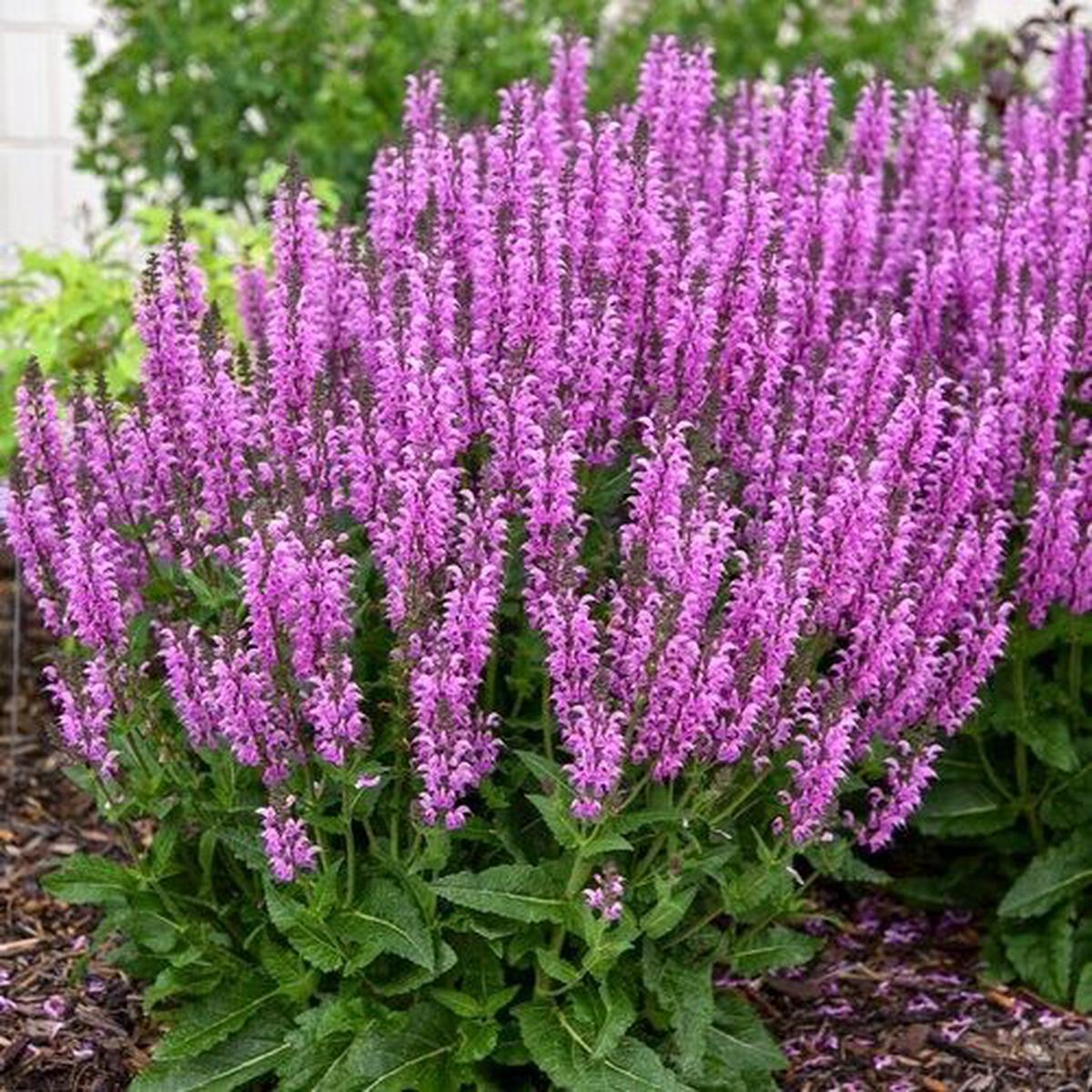 Green River 50 Back to the Fuchsia Salvia Seeds - Vibrant Perennial Flower Seeds for Borders & Pollinator Gardens, Drought-Tolerant, Butterfly Magnet, All Seasons, Bag, Partial S