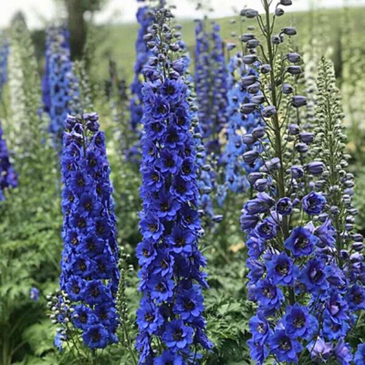 Green River 50 Blue Buccanee Delphinium Seeds - Flower Seed Pack, Perennial Delphinium Flower Seeds, Tall Spikes for Borders, Premium Garden Plant Seeds for Planting