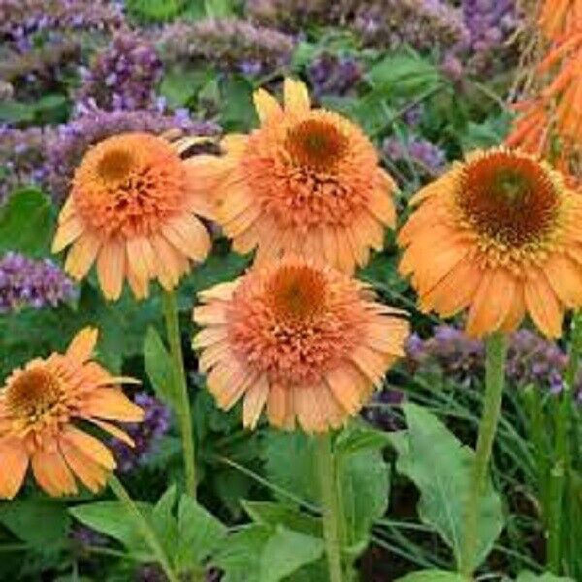 Green River 50 Canaloupe Coneflower Seeds - Drought-Tolerant Decor Seeds for Pollinator Gardens, Perennial Blooms, Ideal for Summer Conditions