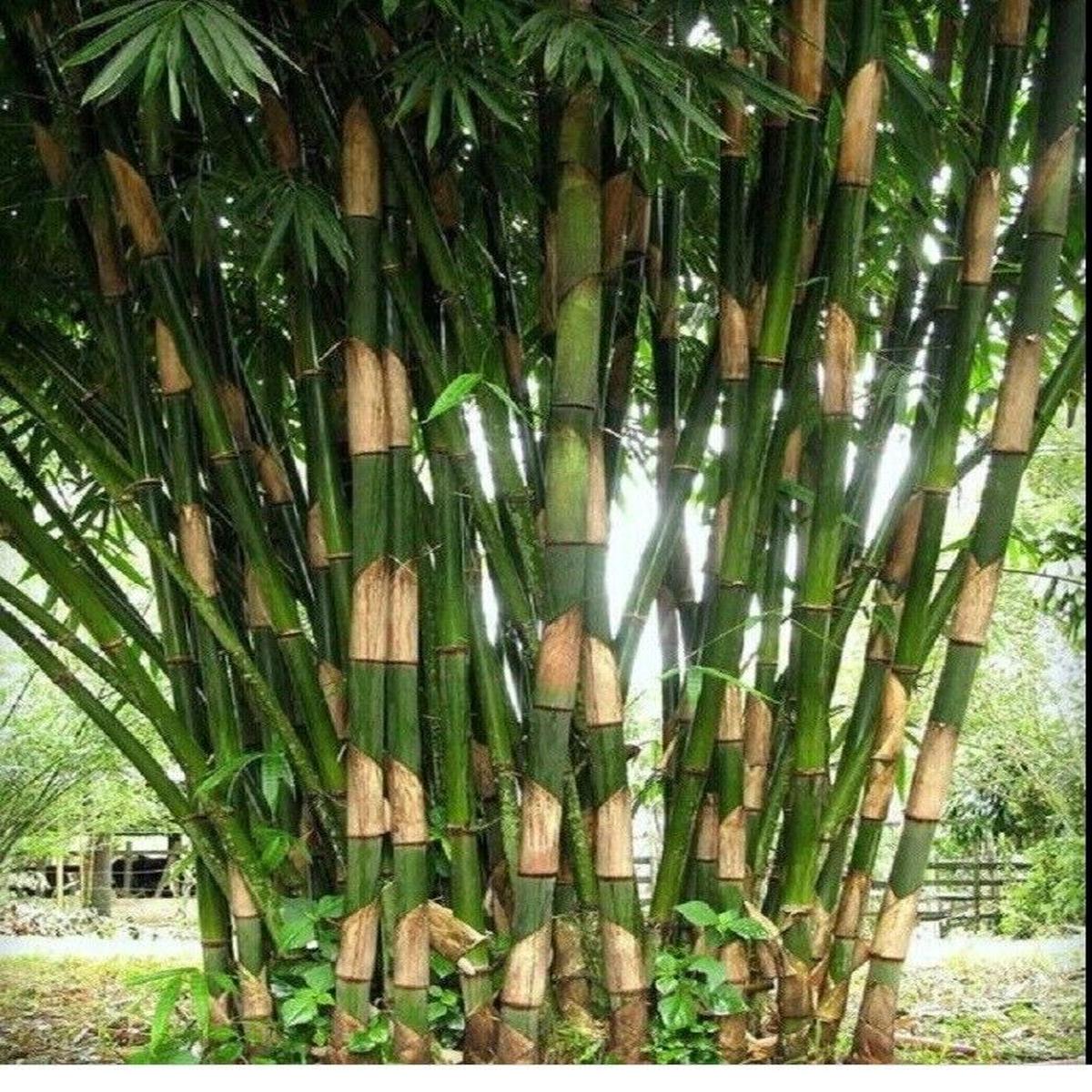 Green River 50 Giant Atter Bamboo Seeds - Tall Bamboo Plant Seeds for Privacy Screens & Garden Landscaping  Premium Bamboo Seeds for Planting Outdoors or in Pots  Non-Invasive Fast-Growing Lawn Plants