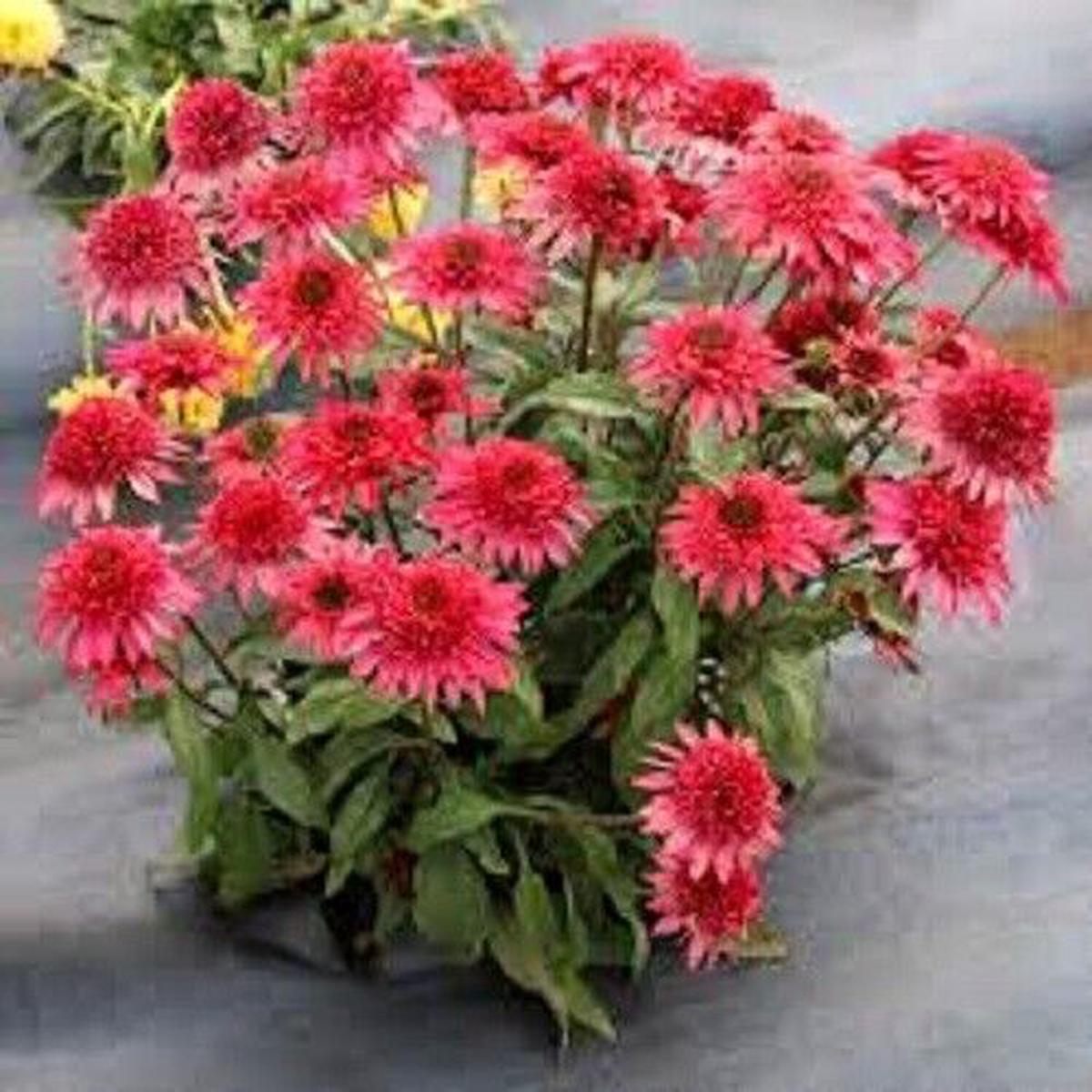 Green River 50 Giddy Pink Coneflower Seeds - Drought-Tolerant Decor Seeds for Pollinator Gardens, Perennial Blooms, Ideal for Summer Conditions