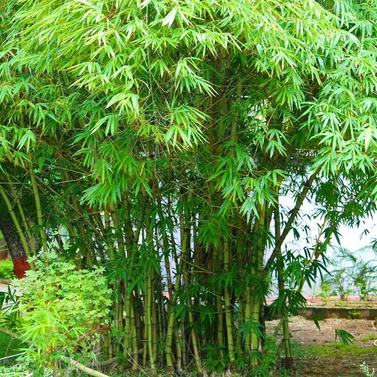 Green River 50 Graceful Bamboo Seeds - Tall Bamboo Plant Seeds for Privacy Screens & Garden Landscaping  Premium Bamboo Seeds for Planting Outdoors or in Pots  Non-Invasive Fast-Growing Lawn Plants  S